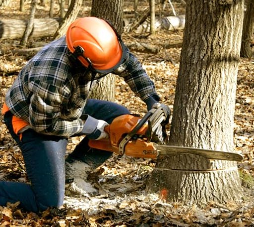Tree Removal in Kinsley, KS